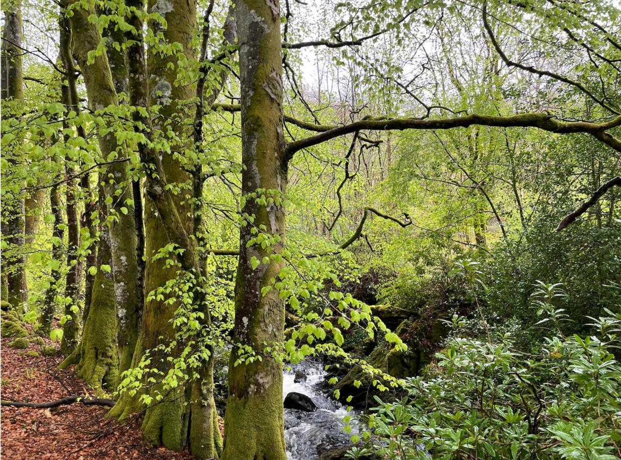 Cosy Woodland Off Grid Shepherds Hut - Rowan Villa Castle Douglas ภายนอก รูปภาพ